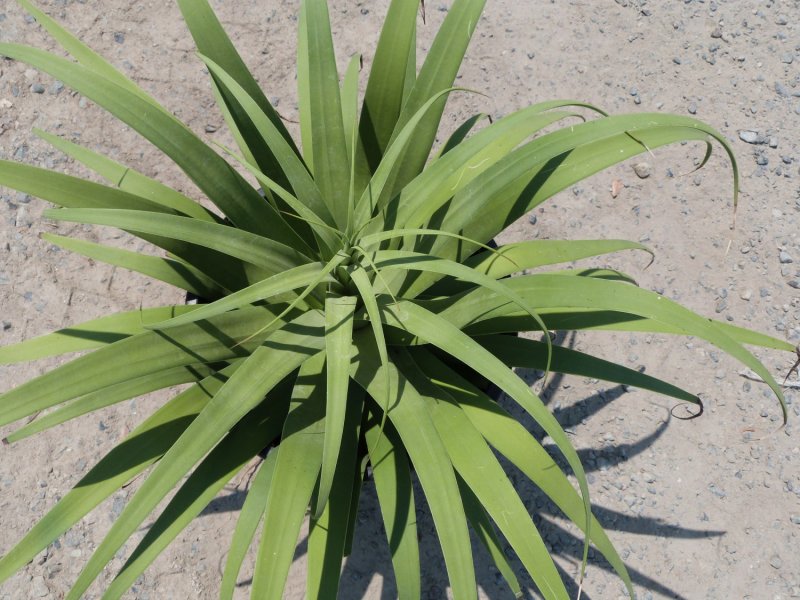 Агава прицветниковая (лат. Agave bracteosa)