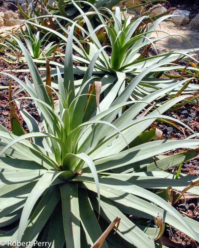 Hechtia brevifolia