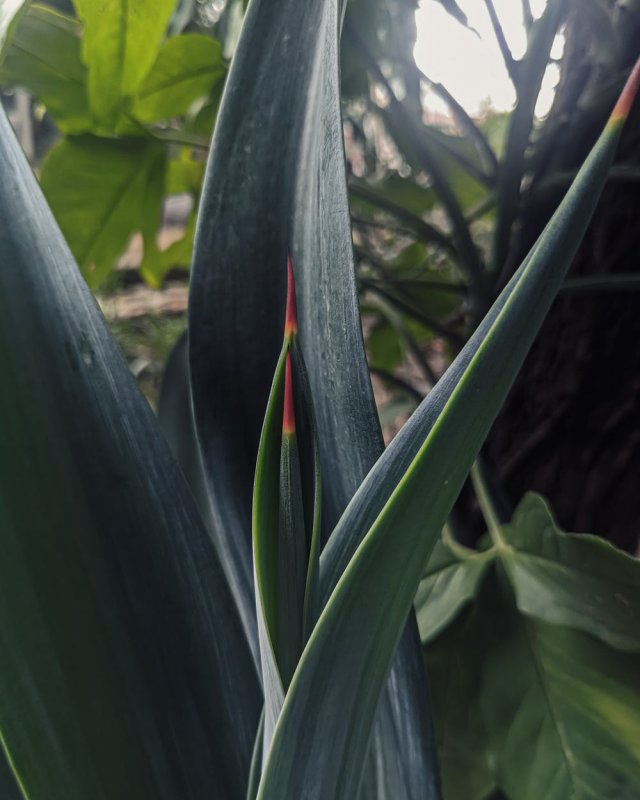 Hesperaloe parviflora