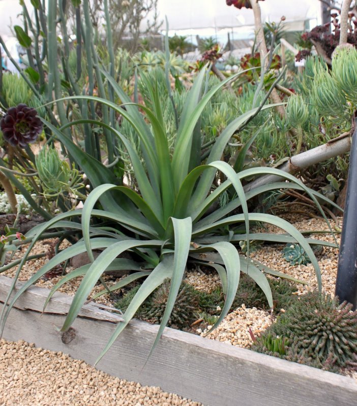 H. macgillivrayi