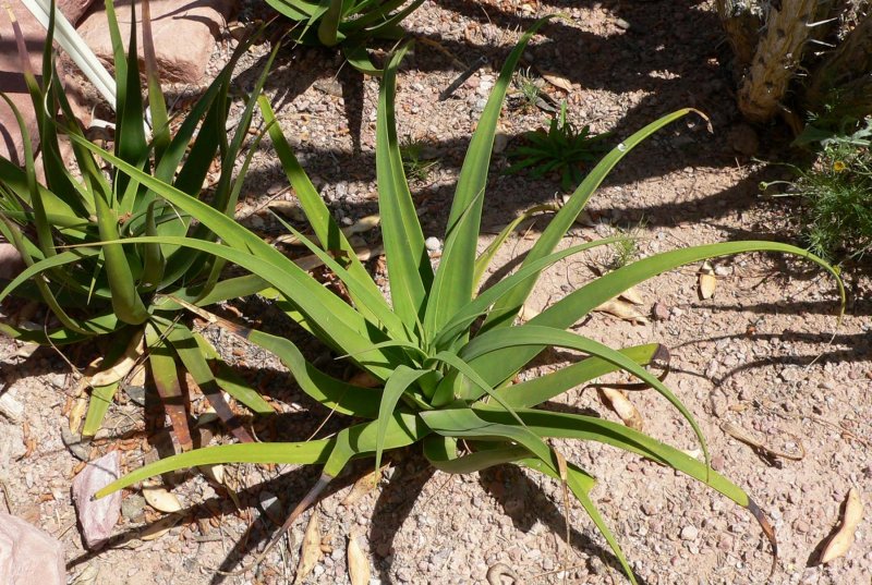 Hesperaloe parviflora 'Yellow