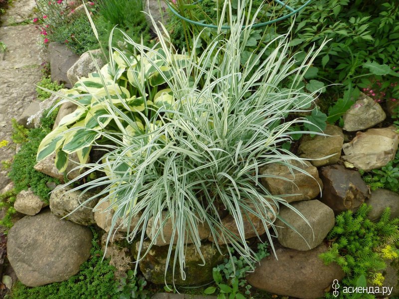 Crabgrass сорняк