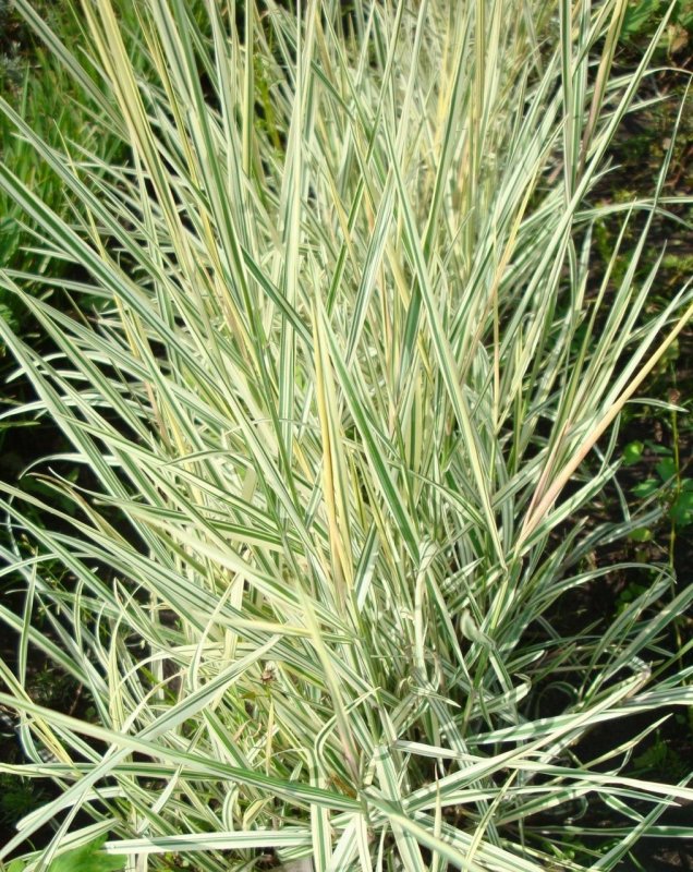 Бухарник мягкий Albovariegatus
