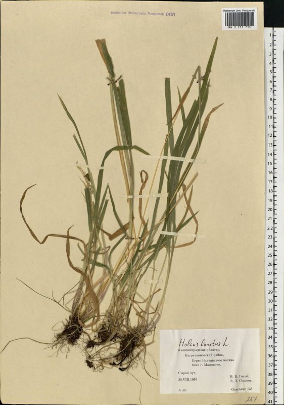 "Канареечник тростниковидный Phalaris arundinacea"