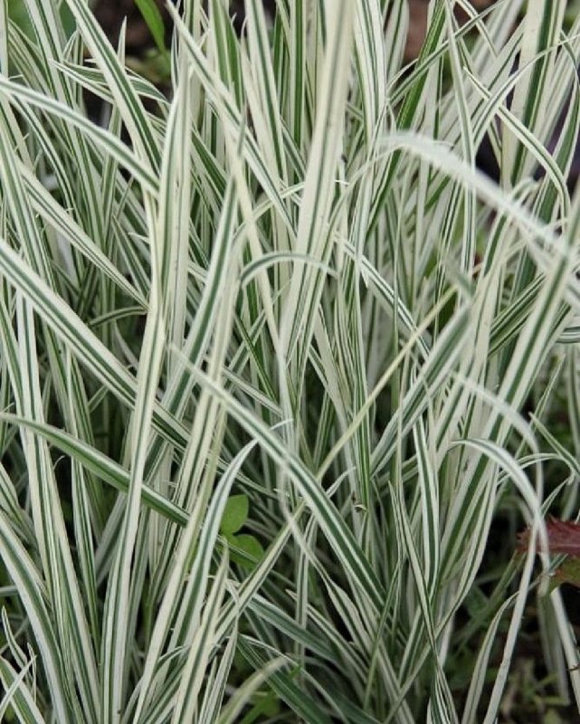 Райграс бульбоносный (Arrhenatherum bulbosum)