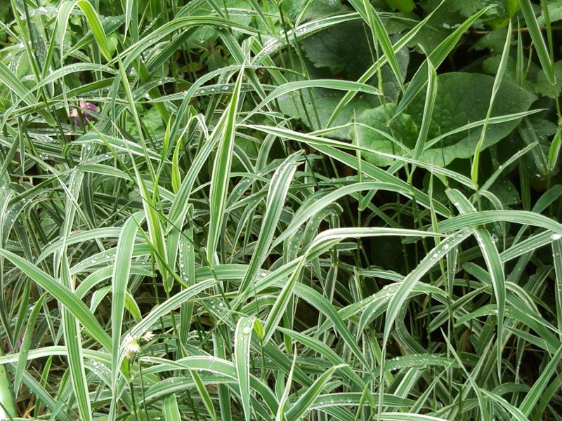 "Канареечник тростниковидный Phalaris arundinacea"