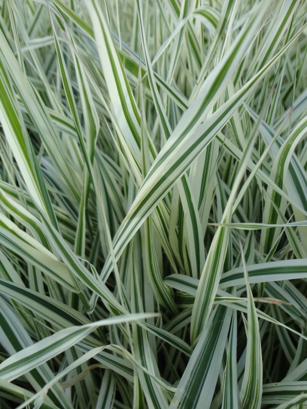 Райграс Arrhenatherum