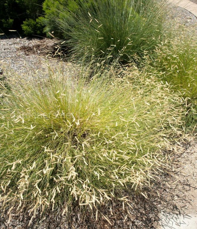 Bouteloua gracilis