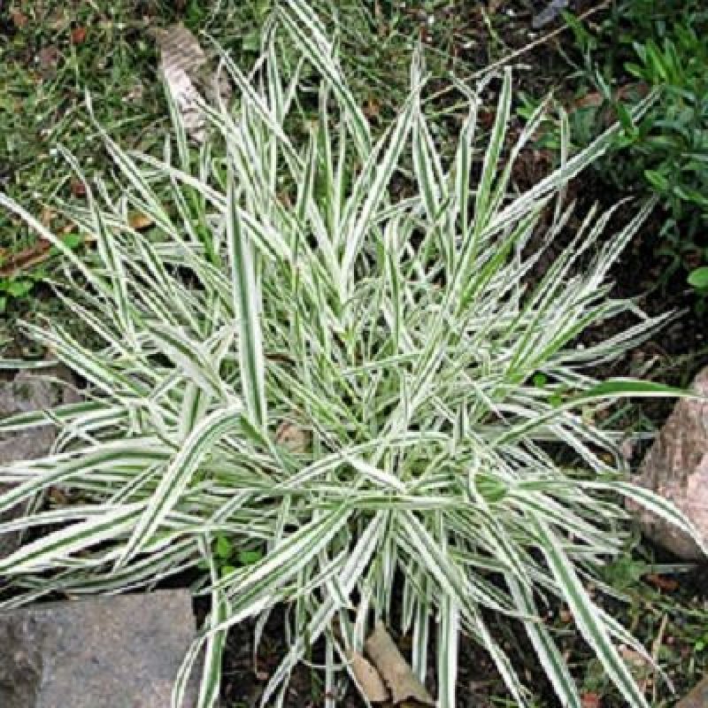 Бухарник Holcus mollis Albovariegatus