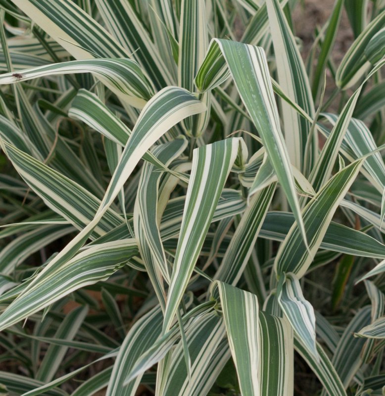 Вейник Calamagrostis brachytricha
