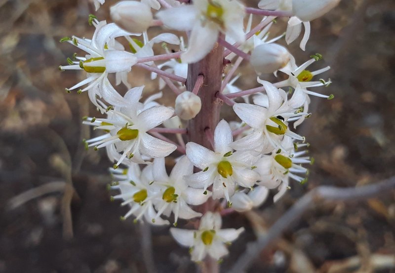 Drimia maritima