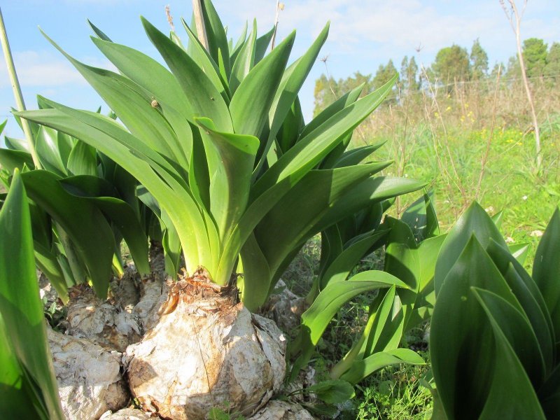 Scilla maritima — Сцилла — морской лук