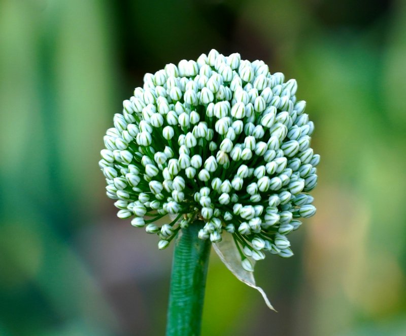 Лук горный - Allium montanum
