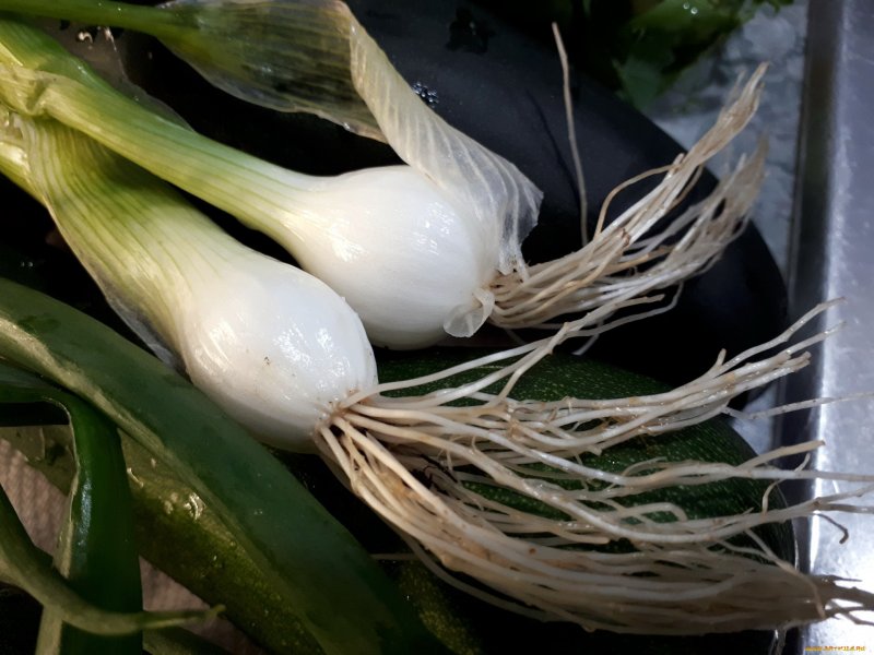 Allium ramosum фото и описание