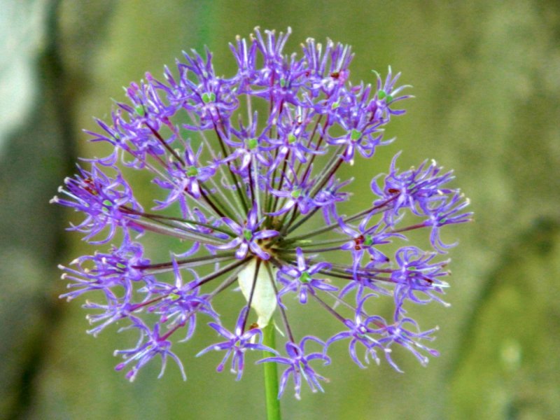 Лук Алдава