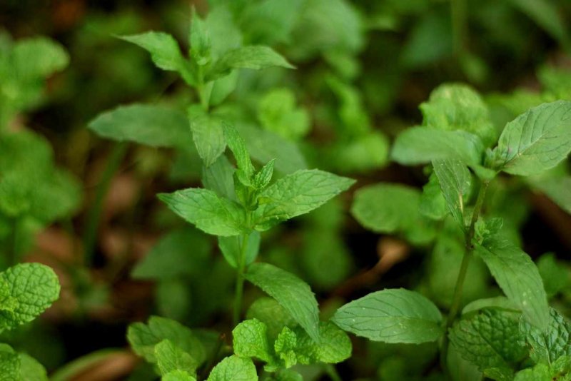 Мята перечная (Mentha piperita)