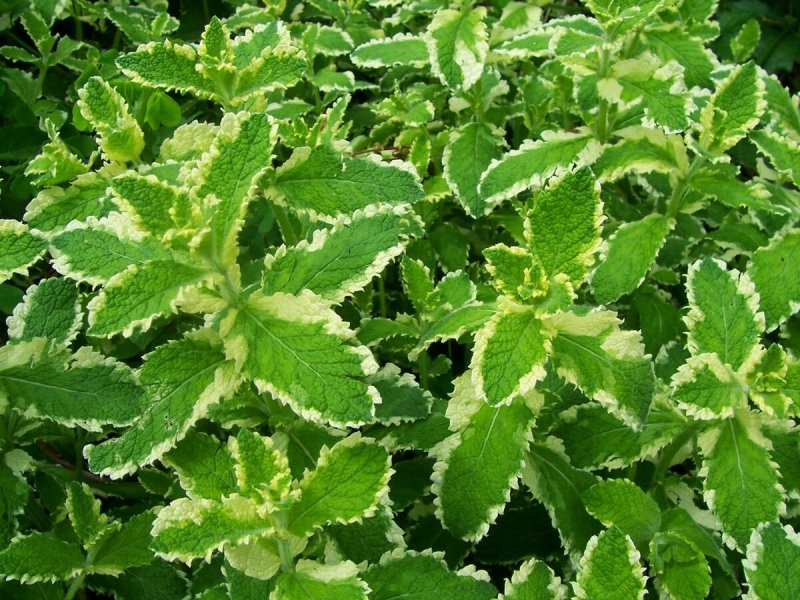 Мята душистая variegata