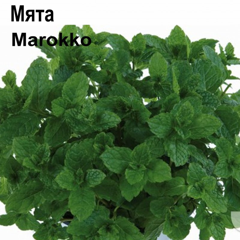 Перечная мята цвет