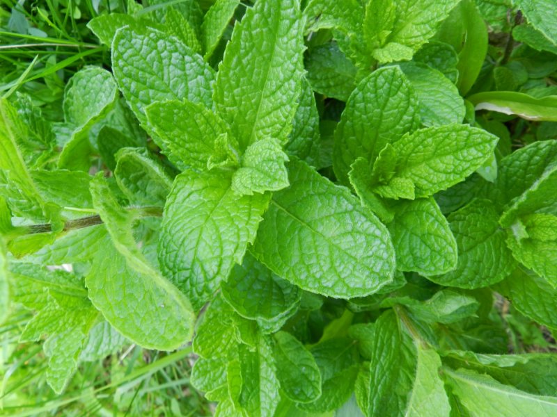 Мята Полевая — Mentha arvensis l.