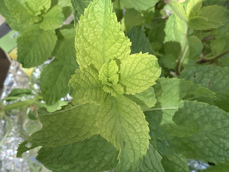 Mentha — мята