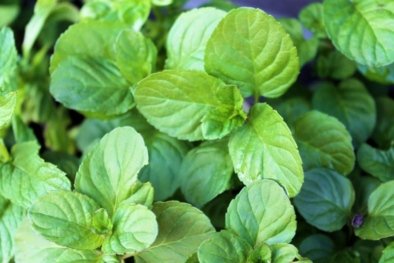 Mentha suaveolens