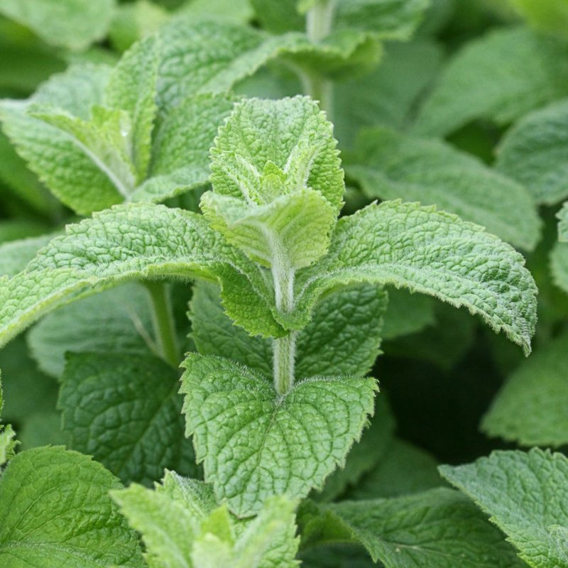 Мята душистая Oregano