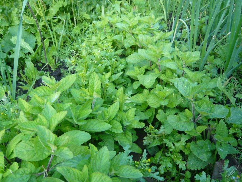 Mentha spicata 'nigra'