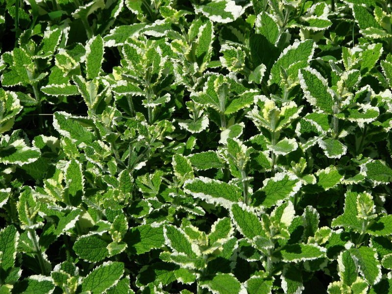 Мята перечная Кубанская