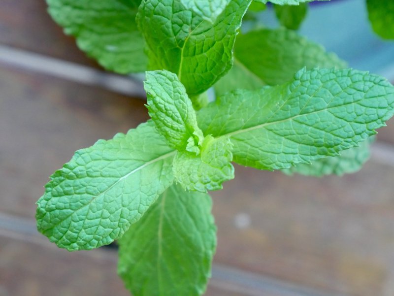 Мята перечная variegata