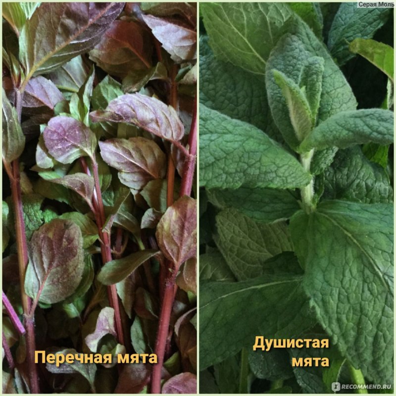 Мята Мелисса душица