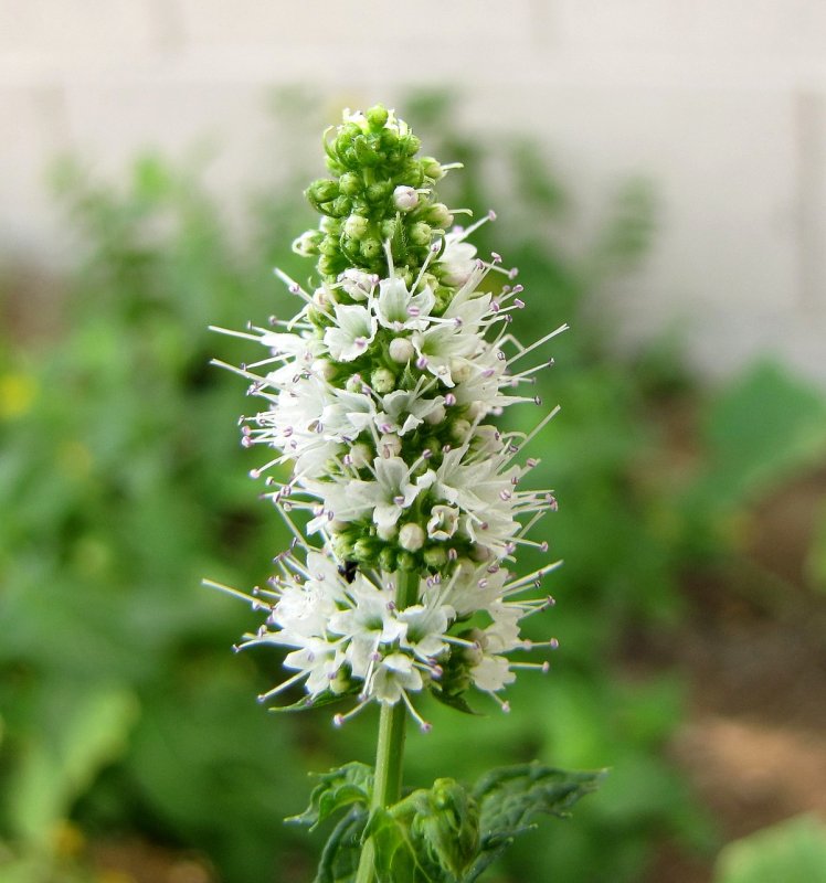 Мята колосковая(Mentha spicata l.)