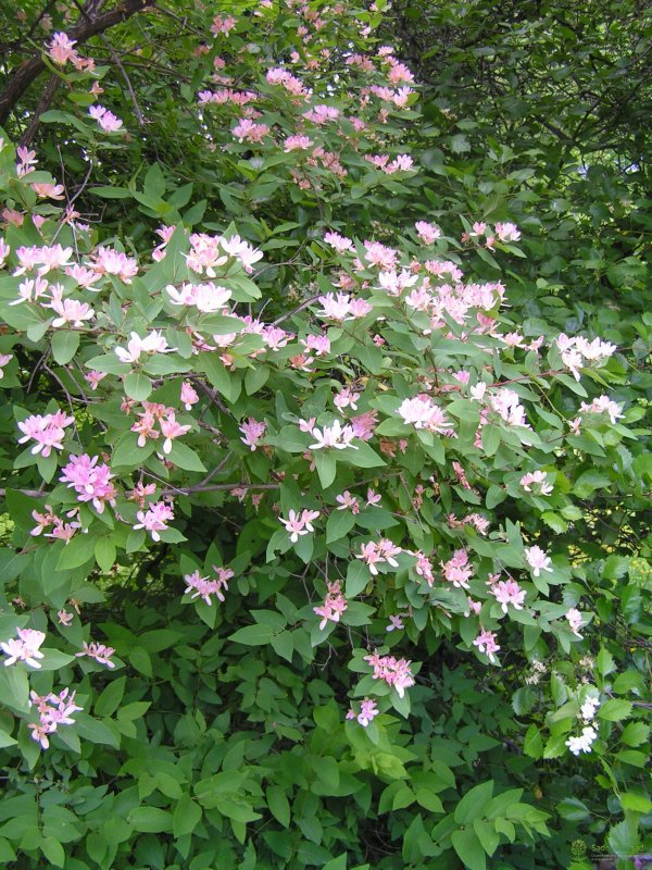 Lonicera tatarica жимолость Татарская