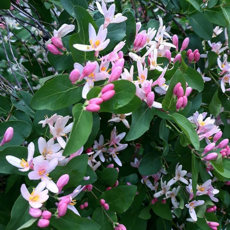 Lonicera tatarica жимолость Татарская