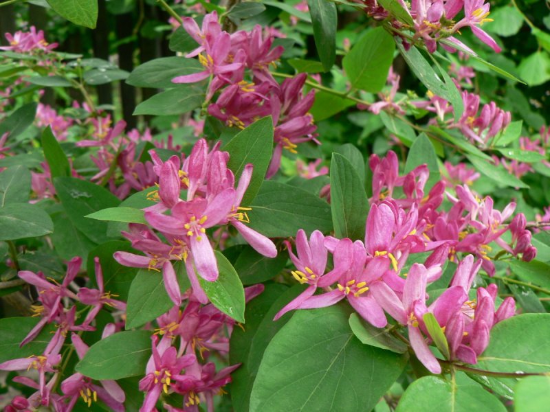 Жимолость Татарская ( Lonicera tataricum)