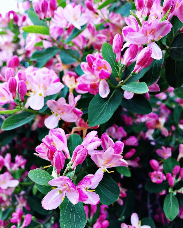 Honeysuckle Lonicera tatarica с оранжевыми цветами