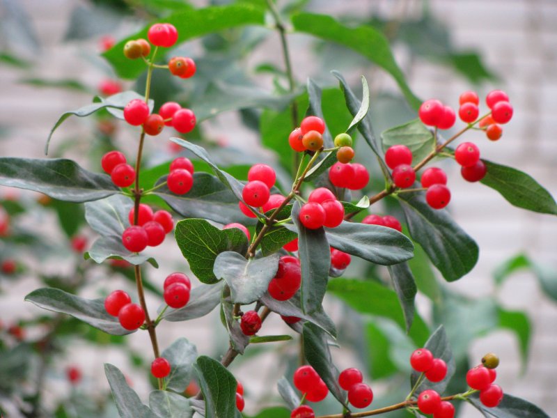 Lonicera tatarica жимолость Татарская
