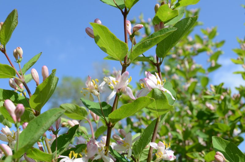 Lonicera tatarica жимолость Татарская