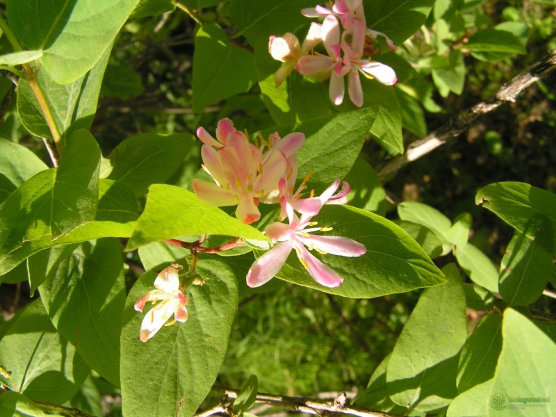 Жимолость Татарская rosea