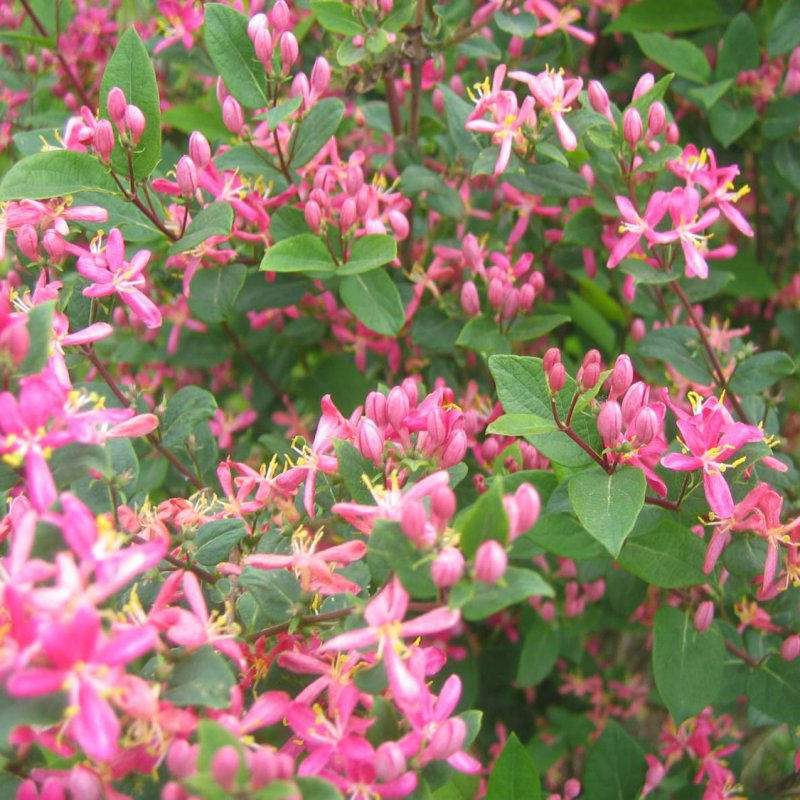 Жимолость Татарская rosea
