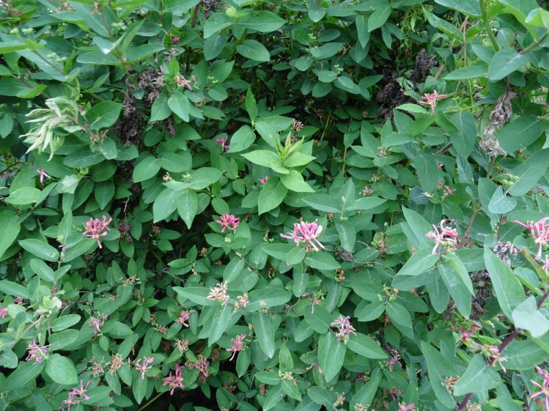 Жимолость Татарская ( Lonicera tataricum)