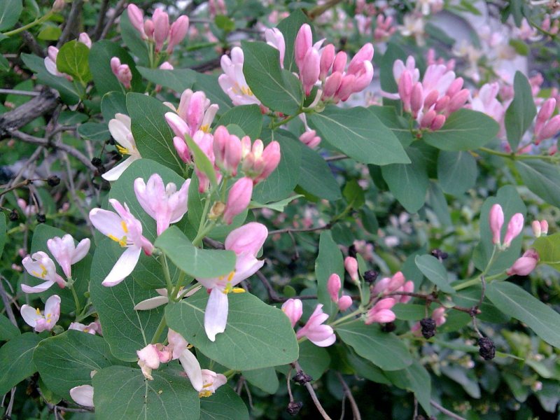 Жимолость Татарская rosea