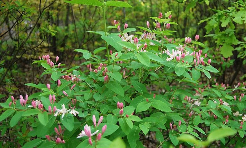 Lonicera tatarica жимолость Татарская