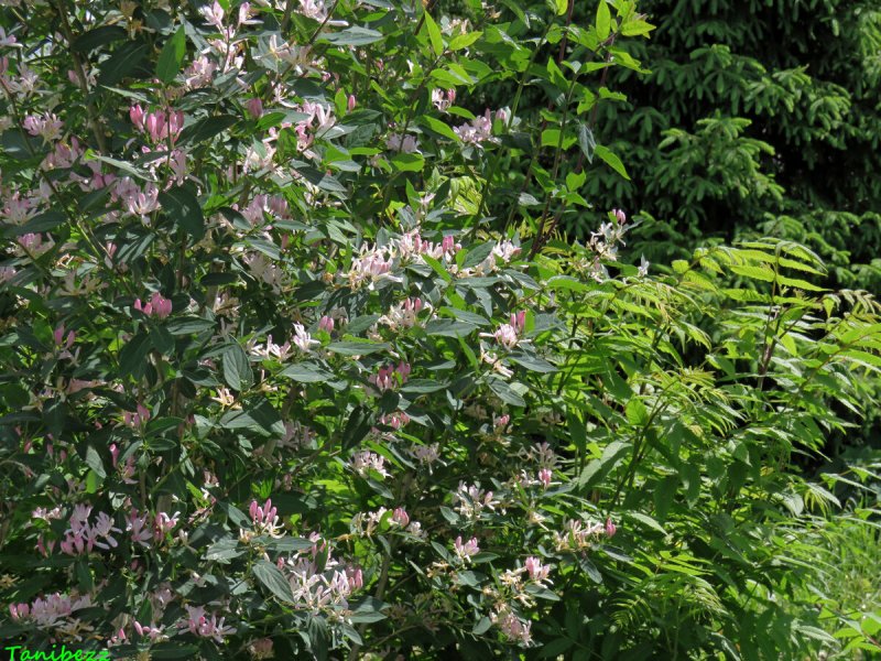 Lonicera tatarica жимолость Татарская