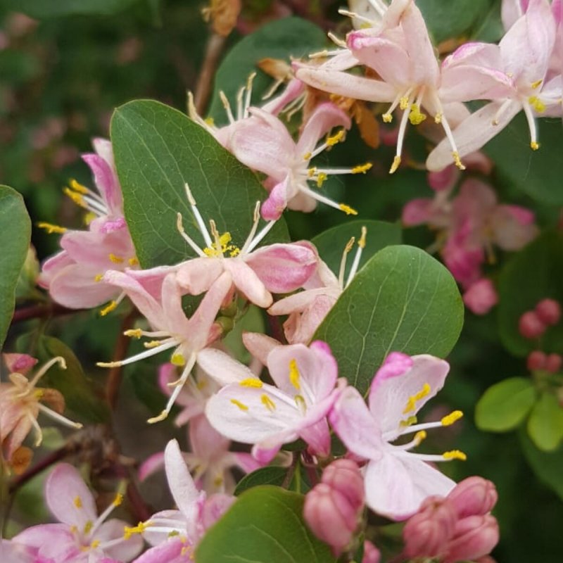 Lonicera tatarica жимолость Татарская