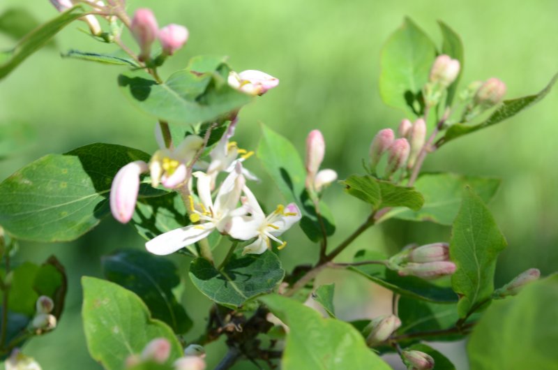 Lonicera tatarica жимолость Татарская