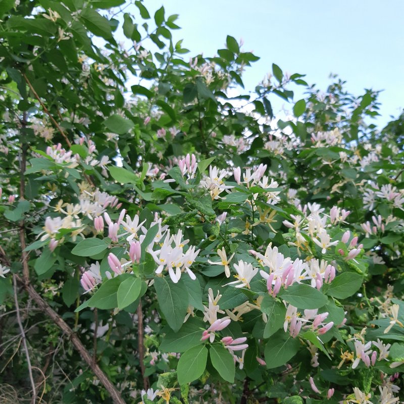 Жимолость Татарская grandiflora