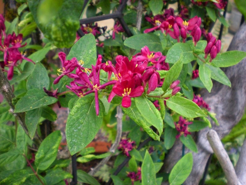 Lonicera tatarica 'rosea'