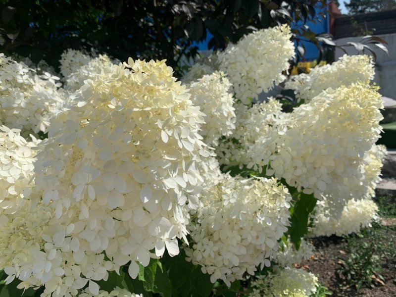 Гортензия метельчатая grandiflora