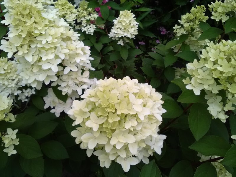 Гортензия метельчатая (Hydrangea paniculata `Silver Dollar`)