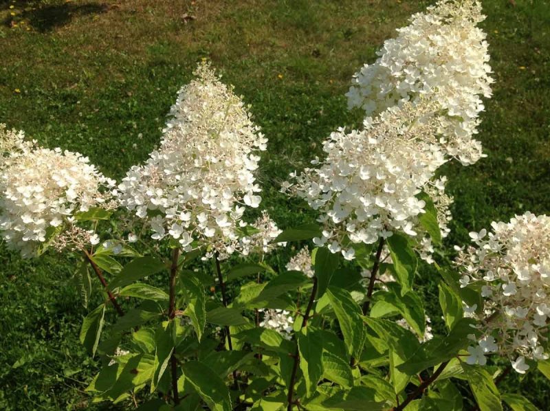 Гортензия метельчатая Vanille Fraise 'Renhy'